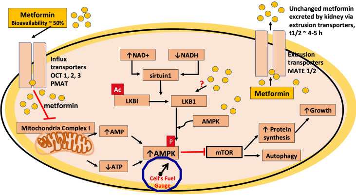 Figure 1