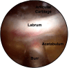 Fig 7