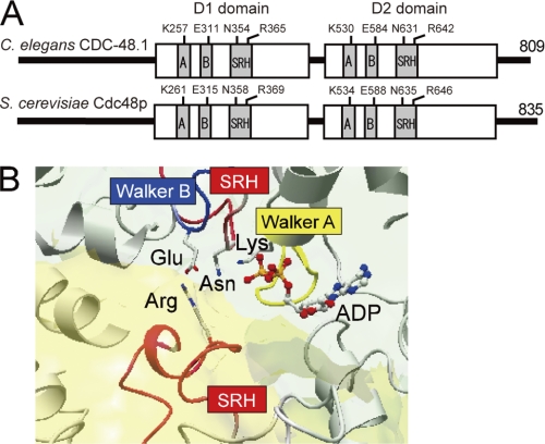 FIGURE 1.