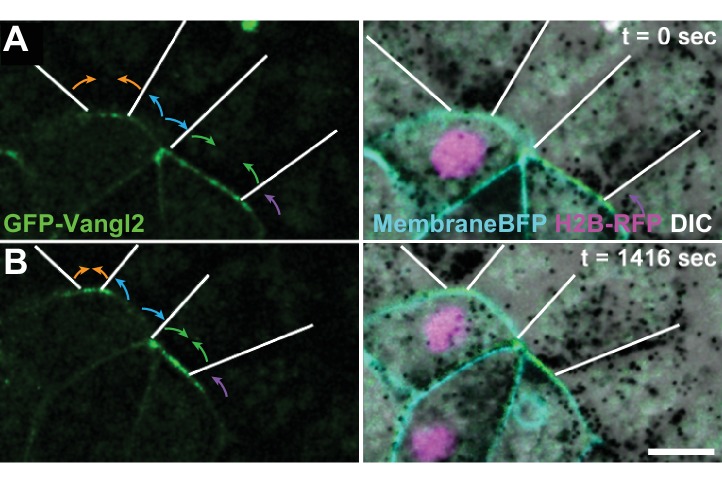 Figure 5—figure supplement 1.