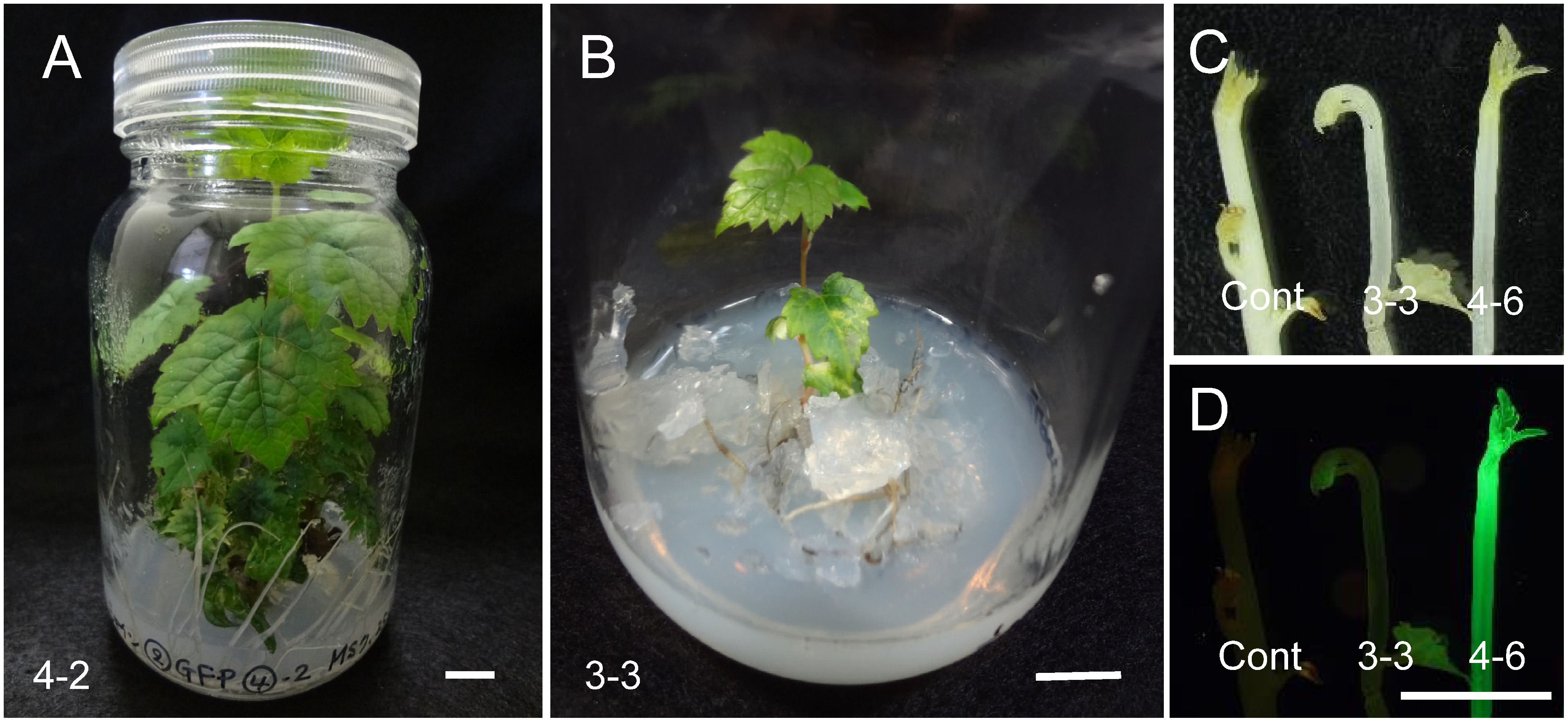 Figure 3. Regenerated plants and their GFP fluorescence. (A) A regenerated plant (no. 4-2) with wild-type morphology and without GFP fluorescence. Bar=1 cm. (B) A regenerated plant (no. 3-3) with variegated leaves. Bar=1 cm. (C, D) GFP fluorescence of representative regenerated plants under a stereomicroscope with white incandescent light (C) and with 480-nm-excitation blue light (D). Cont, wild type (non-transformant). Lines 3-3 and 4-6 exhibited weak and strong fluorescence, respectively. Bar=1 cm.