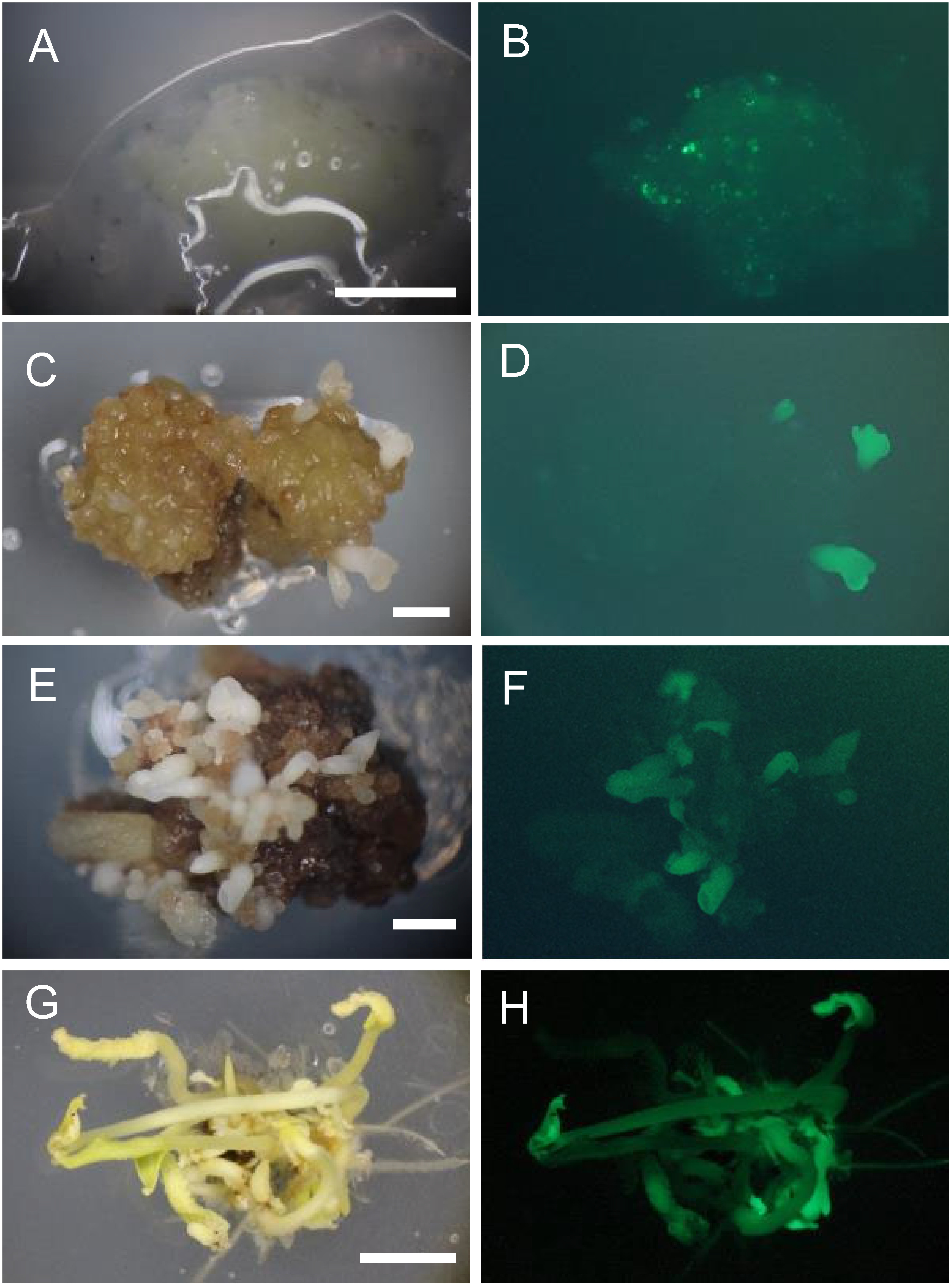 Figure 2. GFP fluorescence of ECs and somatic embryos during Agrobacterium co-culture and selection in darkness. (A, B) GFP spots of the AEC after co-culture (bar=1 mm). (C, D) Embryos were 1 mm in length at 1 month after Agrobacterium infection (bar=1 mm). (E, F) Embryos were approximately 2 mm in length at 2 months after the infection (bar=1 mm). (G, H) Embryos grown were ≥5 mm at 3.5 months after the infection (bar=5 mm).