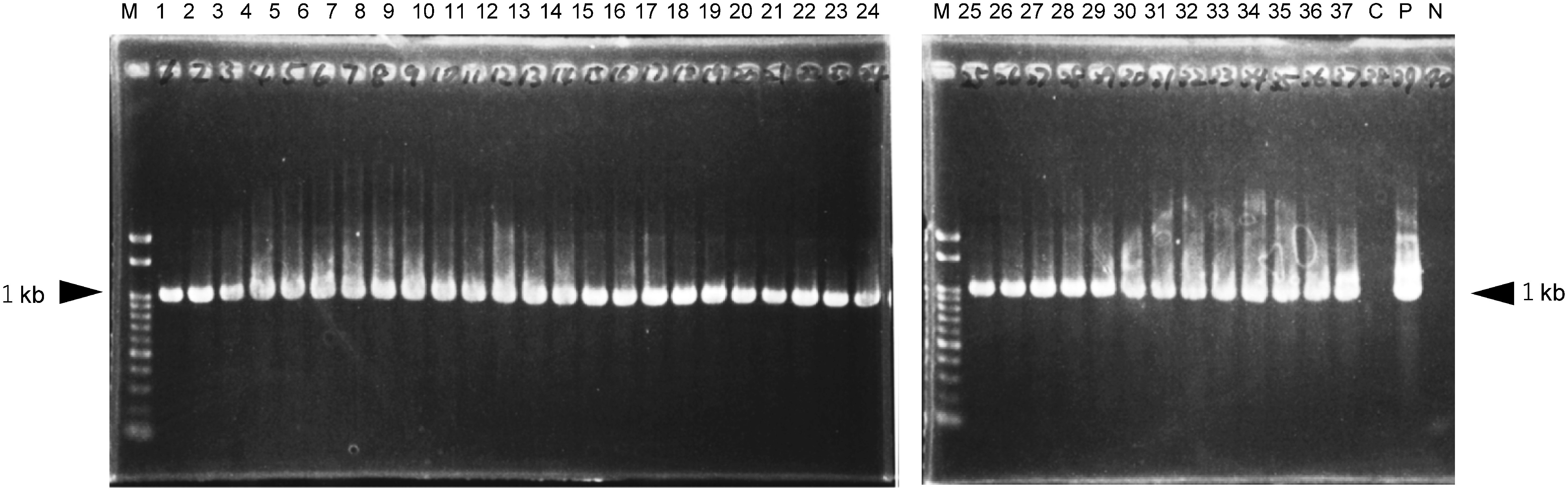 Figure 4. PCR analysis of the 35Spro-sgfp-Noster chimeric gene in regenerated plants. Lanes 1–37, regenerated plants. 1–5, plants regenerated from AEC no. 1; 6–9 from no. 2; 10–13 from no. 3; 14–17 from no. 4; 18–31 from no. 5; 32–35 from no. 6; 36 and 37 from no. 7. C, wild type; P, pBin19-sgfp plasmid; N, no DNA (negative control). M, 100-bp ladder.