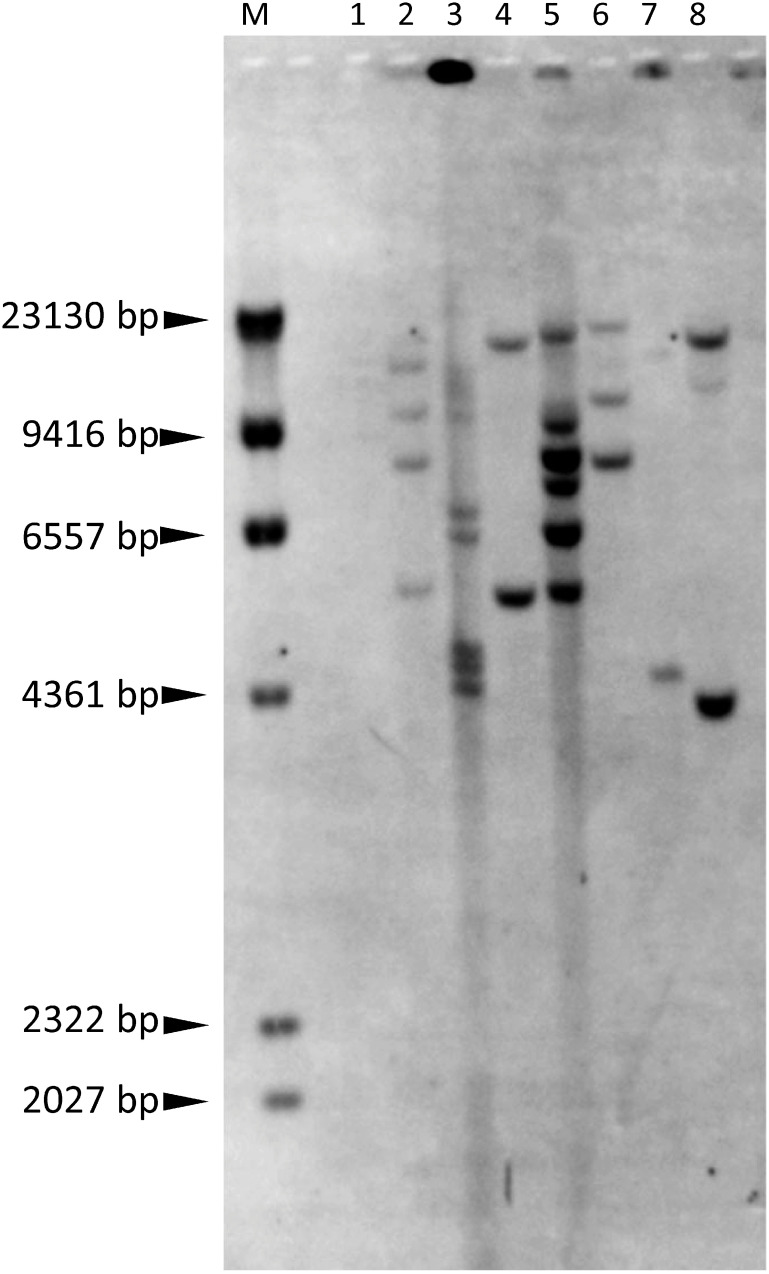 Figure 5. Southern blot analysis of regenerated plants. Genomic DNA was digested with EcoRI and probed with the sgfp fragment. Lane 1, wild type. Lanes 2–8, regenerated plants: nos. 1-6, 3-2, 3-3, 4-2, 4-6, 5-5, and 6-6 (from left to right). M, λ-HindIII digest.