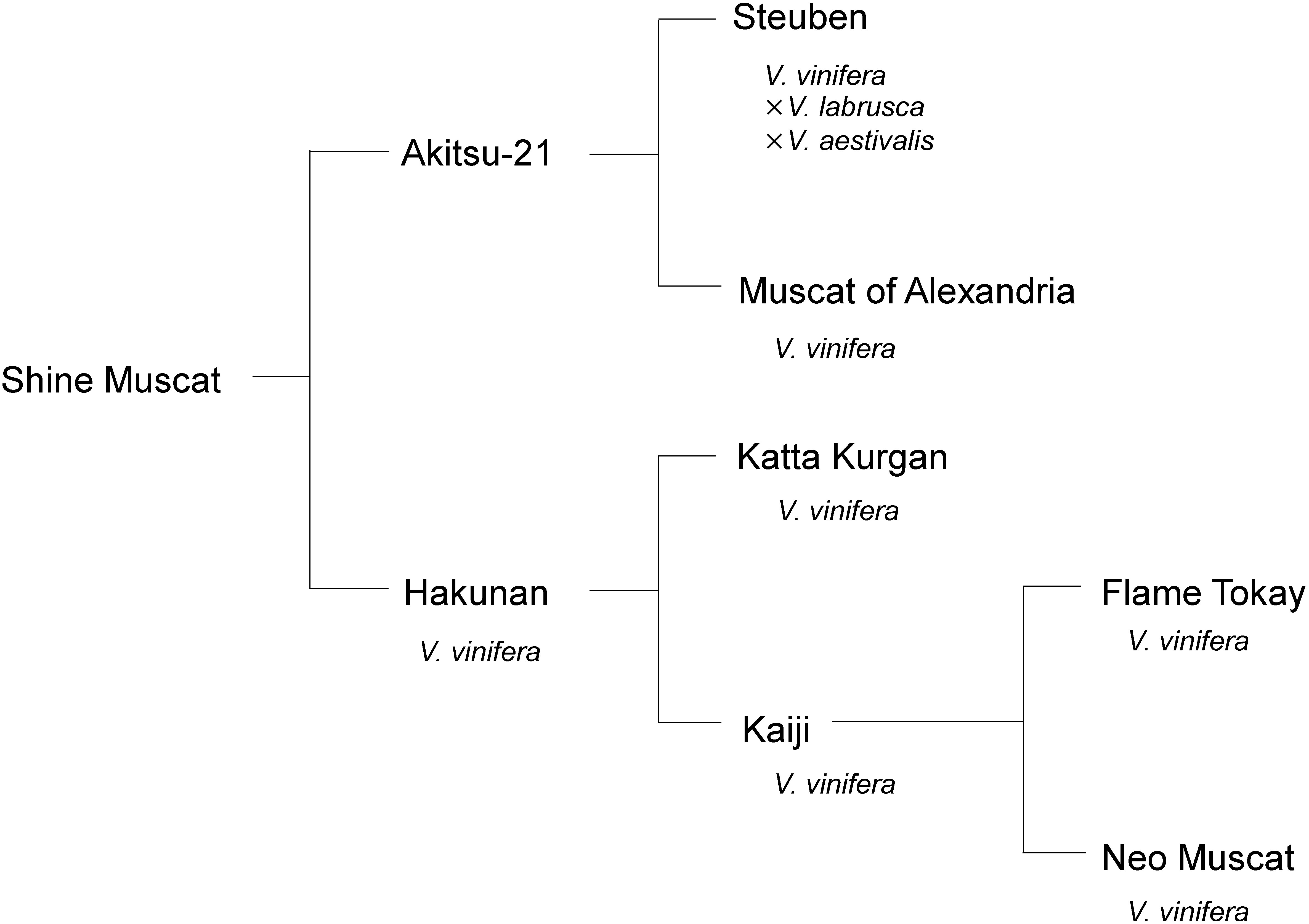 Figure 6. Pedigree of ‘Shine Muscat’ grape. Pedigree was modified from Yamada et al. (2008).