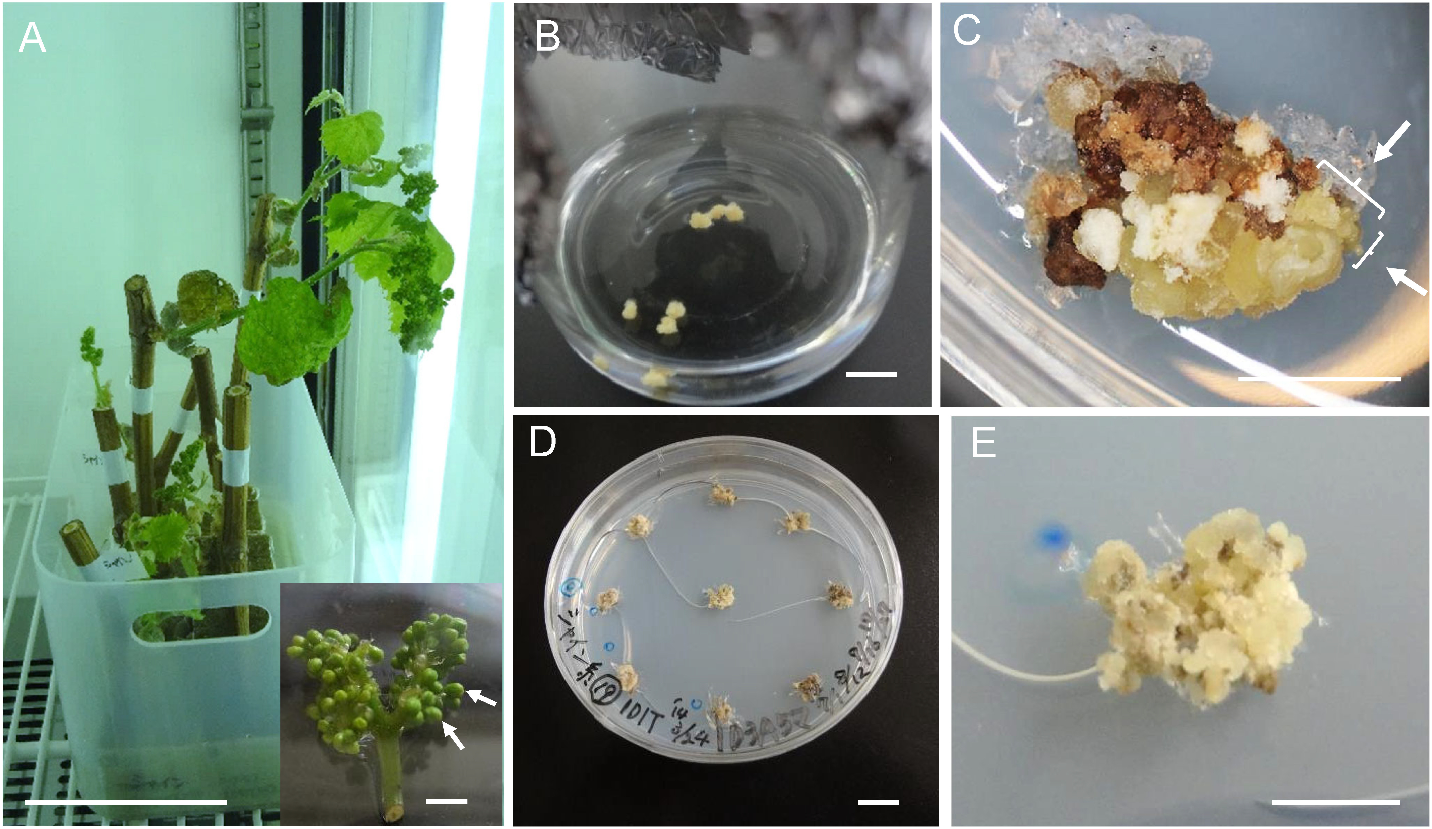 Figure 1. Embryogenic callus induction and propagation. (A) Dormant cane with flower bunches after 1-month incubation (bar=10 cm). Inset shows flower buds that were slightly apart from each other and were used for culture (bar=5 mm). Arrows show the buds at optimal stage for culture. (B) Filament culture 1 month after initiation (bar=1 cm). (C) Callus generated from a filament 4 months after culture initiation. Arrows show somatic embryos (bar=5 mm). (D) Part of embryogenic culture was picked and cultivated on 1D3A5M medium. Calli shown were sub-cultured for about 4 months (bar=1 cm). (E) An EC of ‘Shine Muscat’ (macrograph of D) (bar=5 mm).