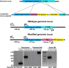 Figure 1—figure supplement 4.