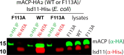 Figure 3—figure supplement 2.