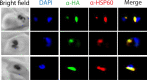 Figure 1—figure supplement 3.