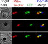 Figure 2—figure supplement 3.