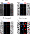 Figure 5—figure supplement 1.