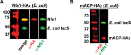 Figure 4—figure supplement 1.