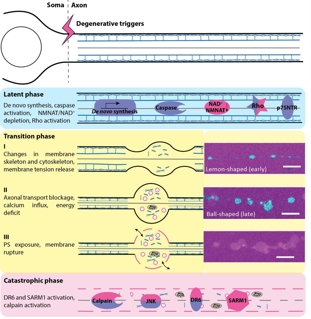 Figure 4: