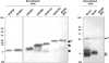 FIG. 8.