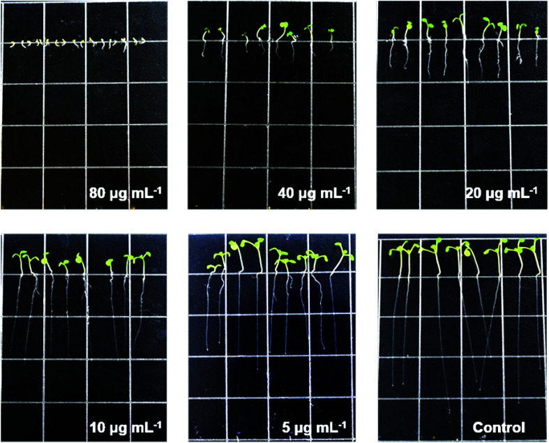 Fig. 6