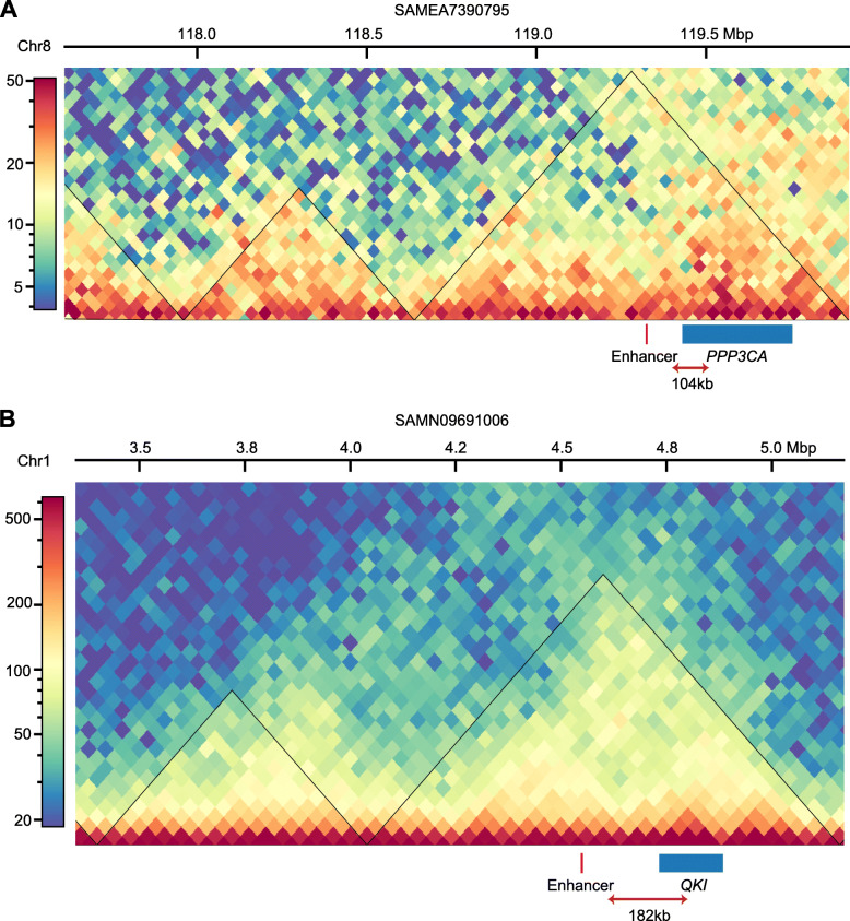 Genomewide identification of functional enhancers and their potential