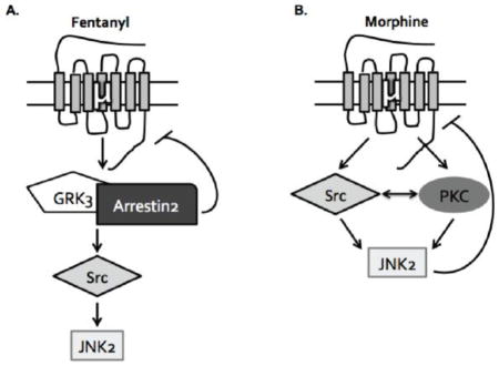 graphic file with name nihms697742u1.jpg