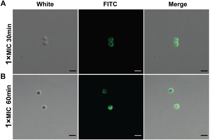 FIGURE 2