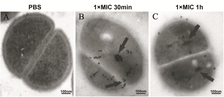 FIGURE 3