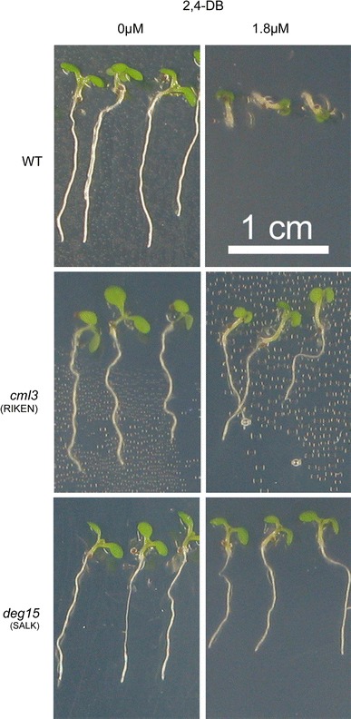 Fig. 6