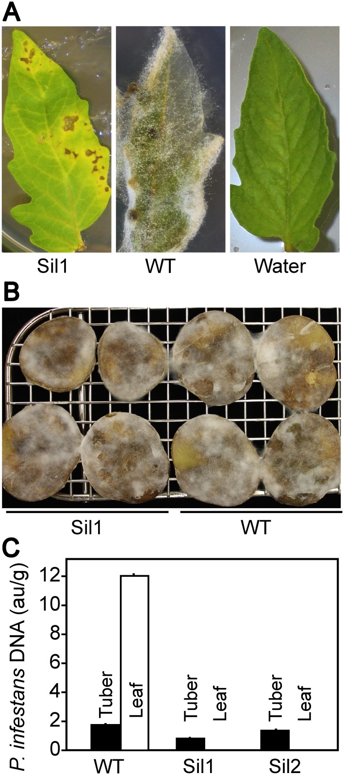 Fig 11