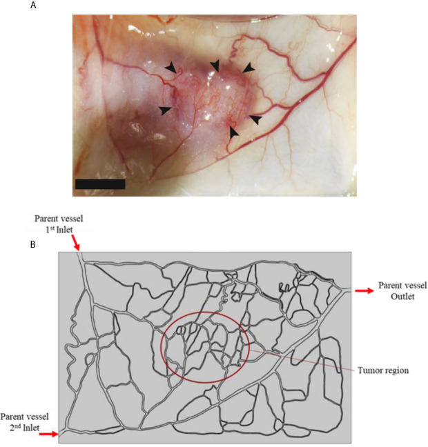 Figure 3