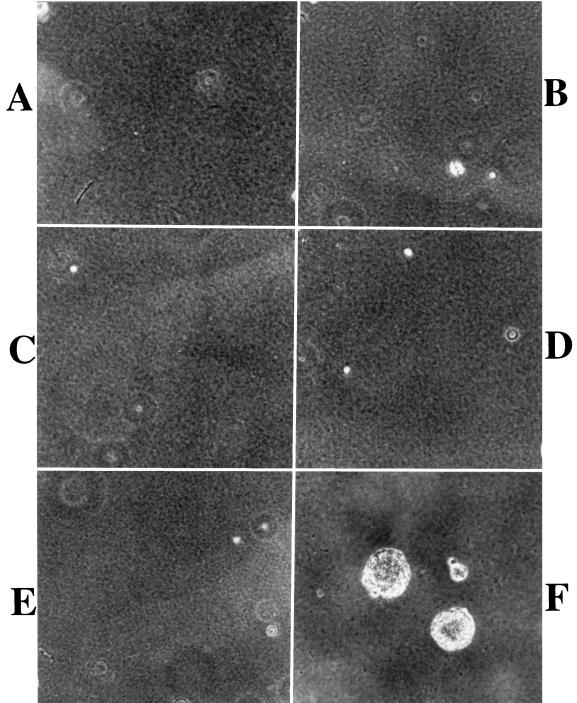 FIG. 6