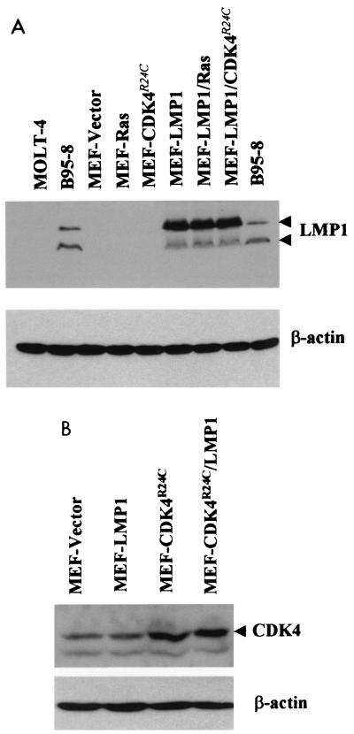 FIG. 7