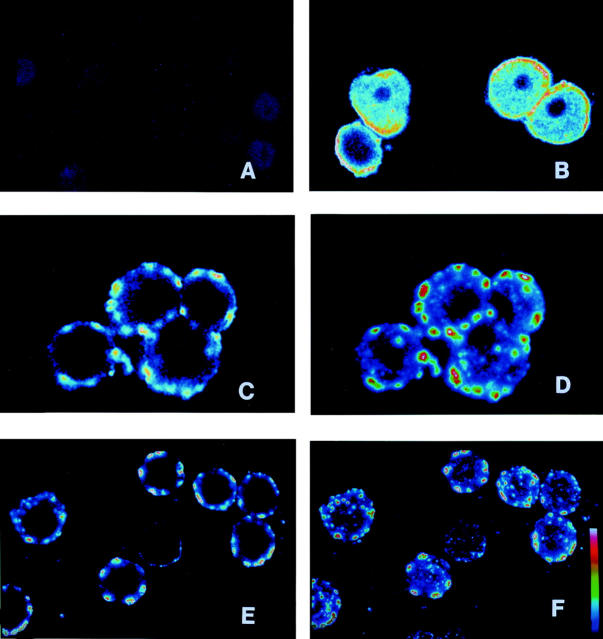 Figure 2  