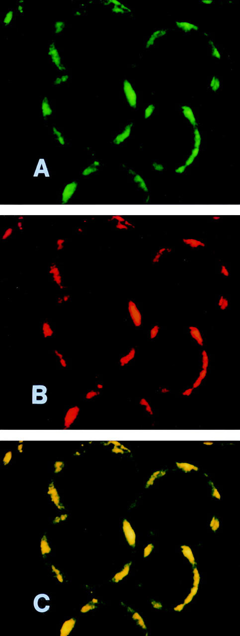 Figure 5  