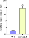 Figure 5—figure supplement 1.