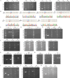 Figure 2—figure supplement 1.