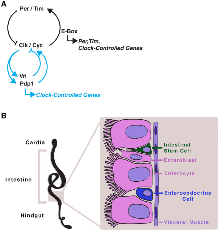 Fig. 1