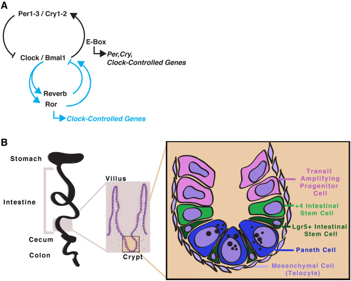 Fig. 2