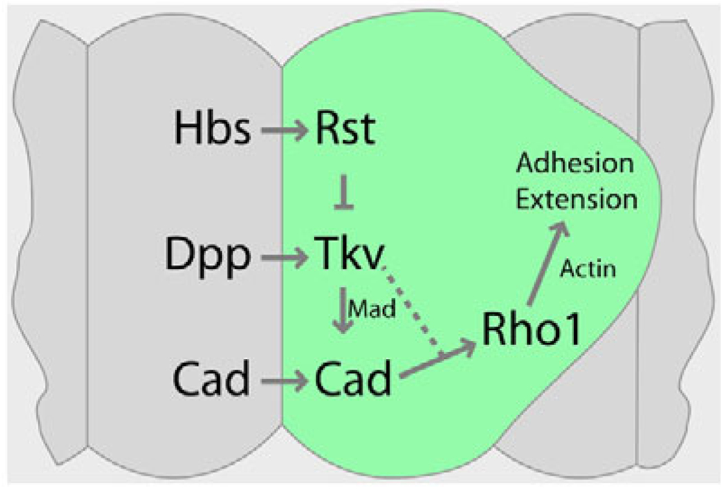 Fig. 10