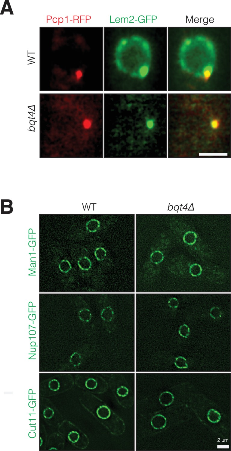 Figure 1—figure supplement 2.