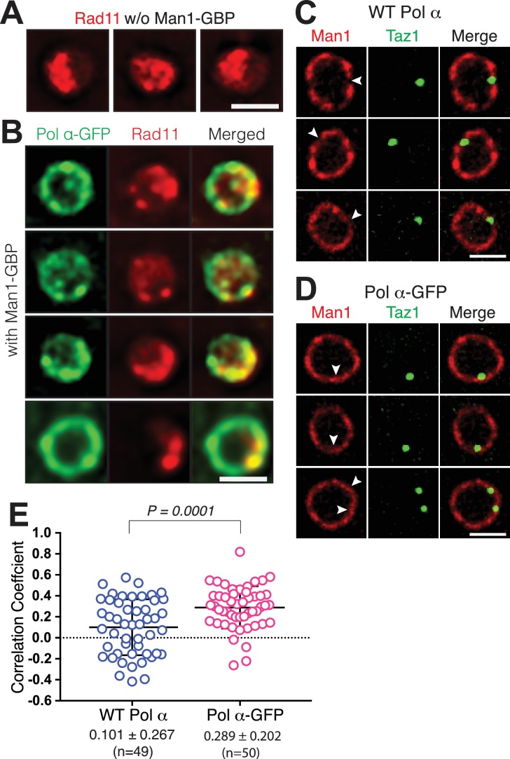 Figure 6—figure supplement 2.