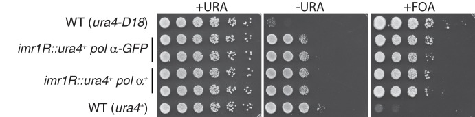 Figure 6—figure supplement 1.