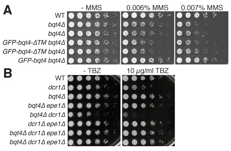 Figure 5—figure supplement 1.