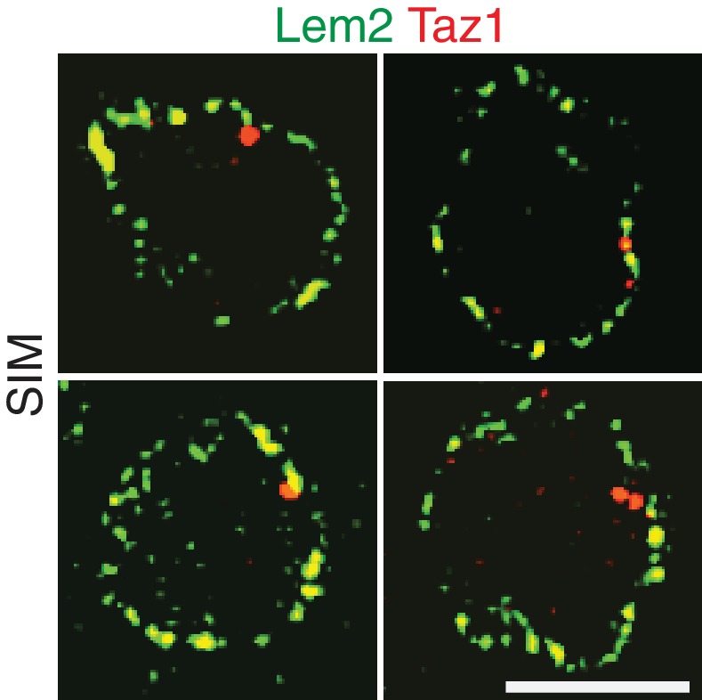 Figure 3—figure supplement 1.