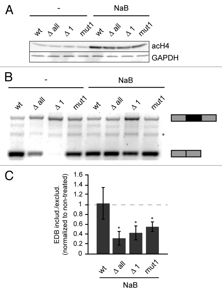 graphic file with name rna-11-865-g4.jpg