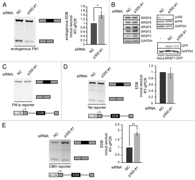 graphic file with name rna-11-865-g1.jpg