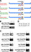 Figure 1. Novel primer design strategy to detect single nucleotide polymorphisms (SNPs) by PCR.
