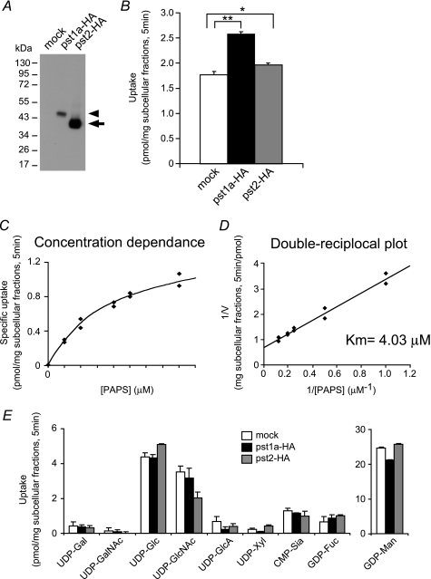 FIGURE 1.