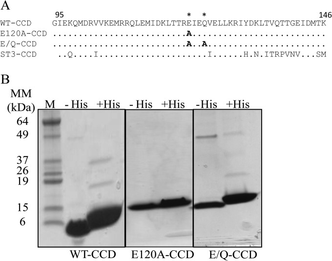 FIG 1