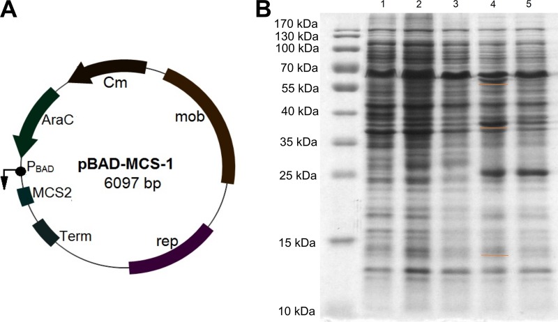 FIG 6