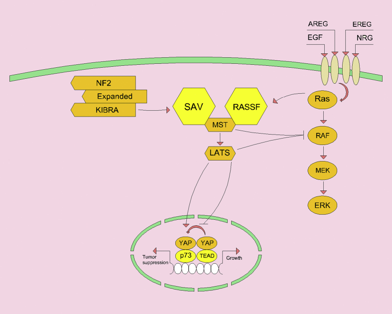 Fig. 2