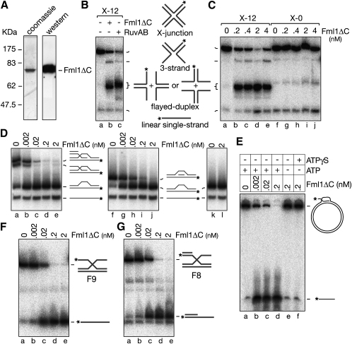 Figure 4