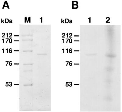 FIG. 5