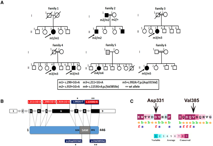 Figure 1